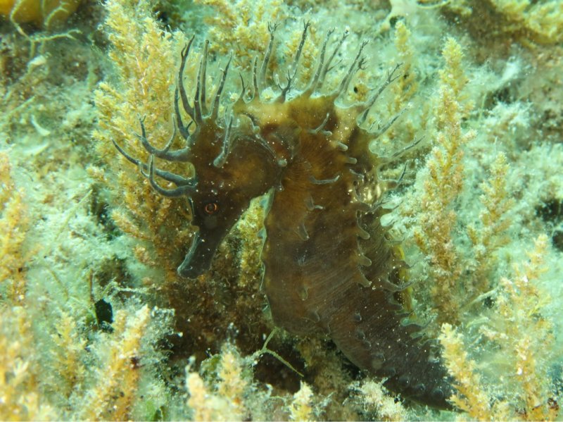 Divesite Image