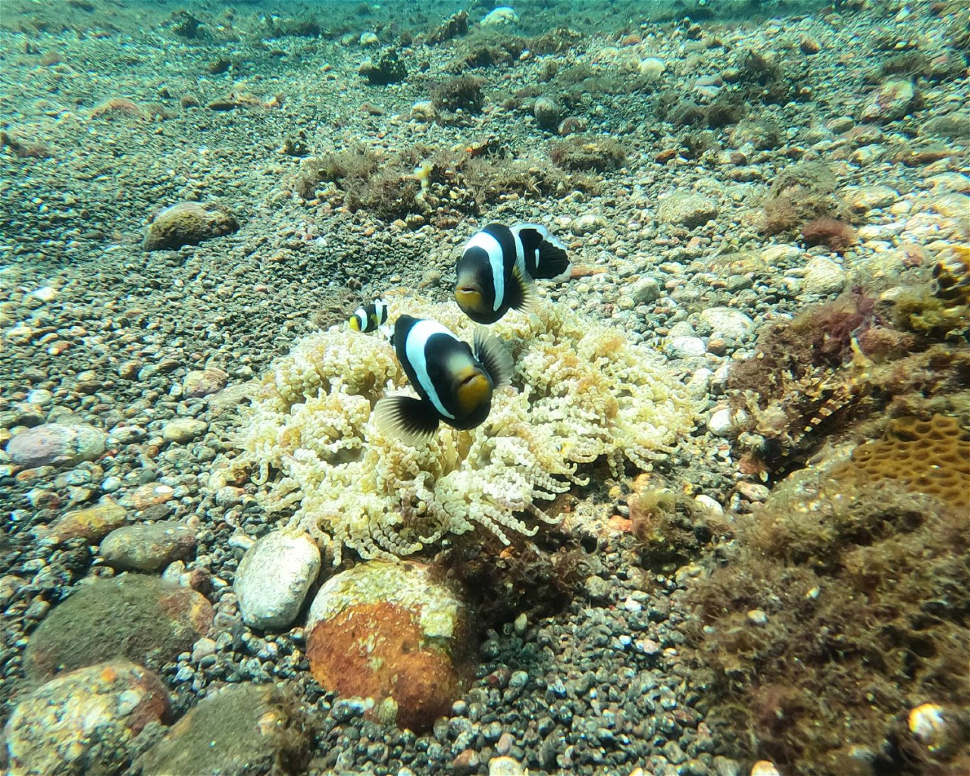 ABWONDERDIVE BALI, 80853 Karangasem