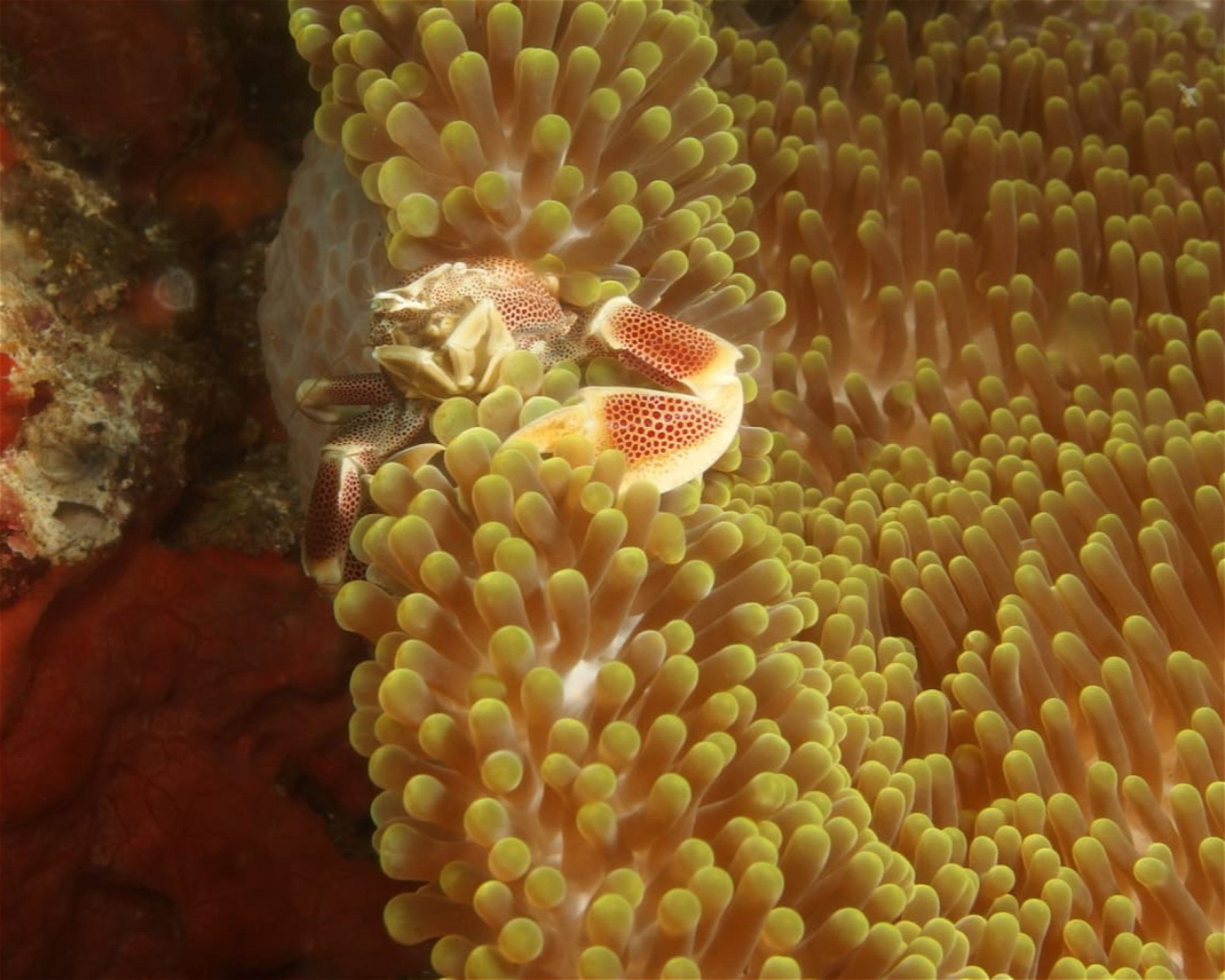 ABWONDERDIVE BALI, 80853 Karangasem