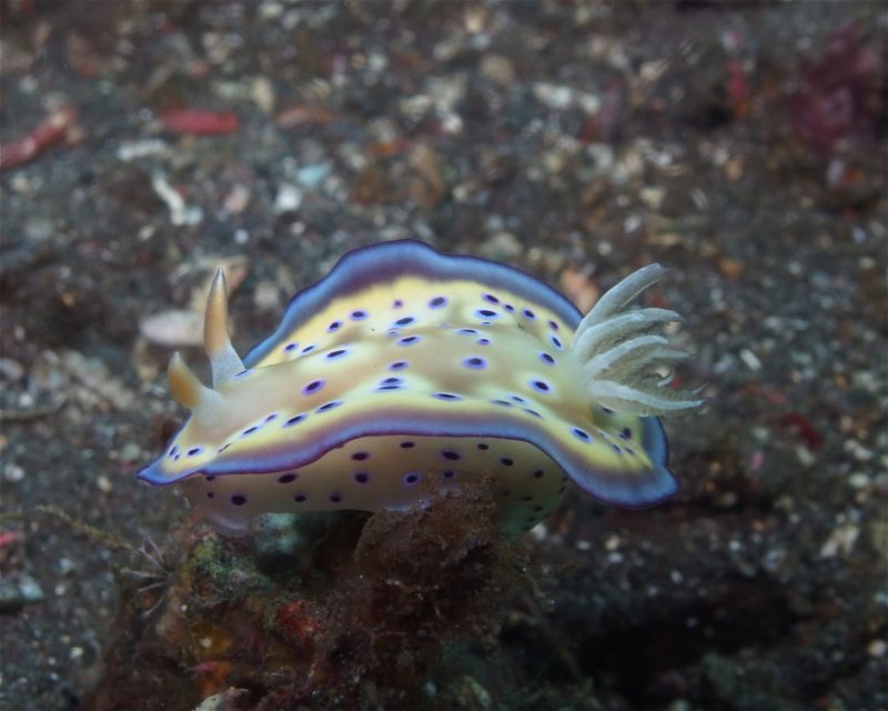 Divesite Image