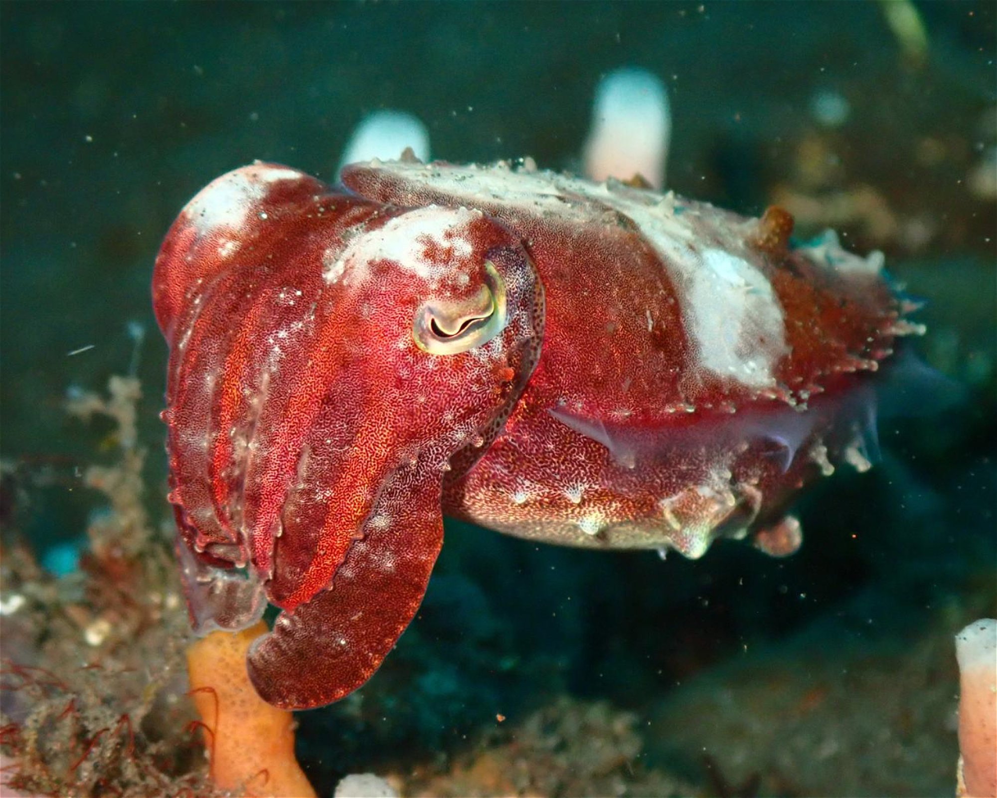 ABWONDERDIVE BALI, 80853 Karangasem
