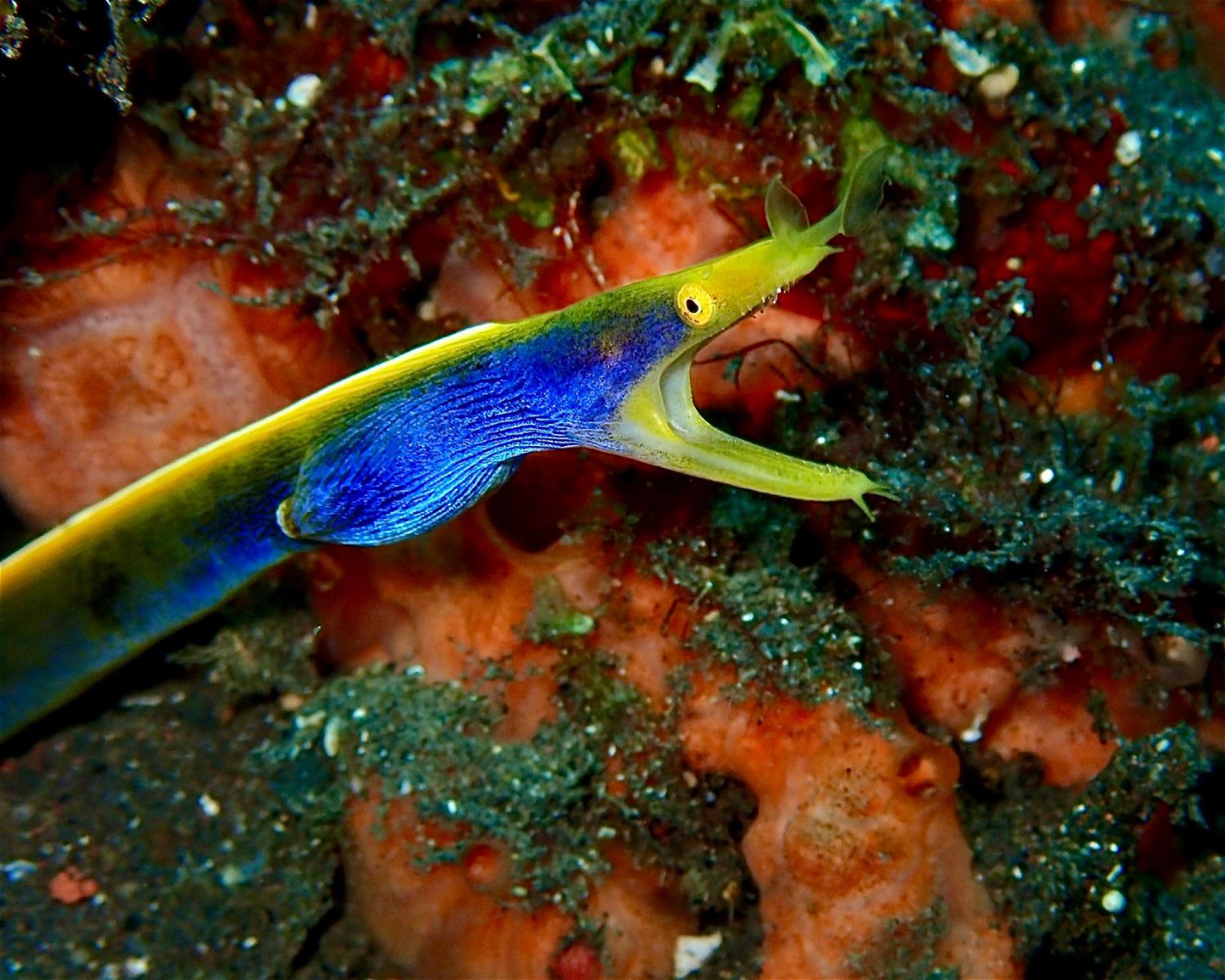 ABWONDERDIVE BALI, 80853 Karangasem
