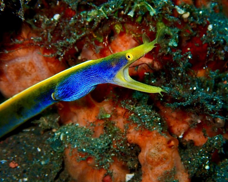 Divesite Image