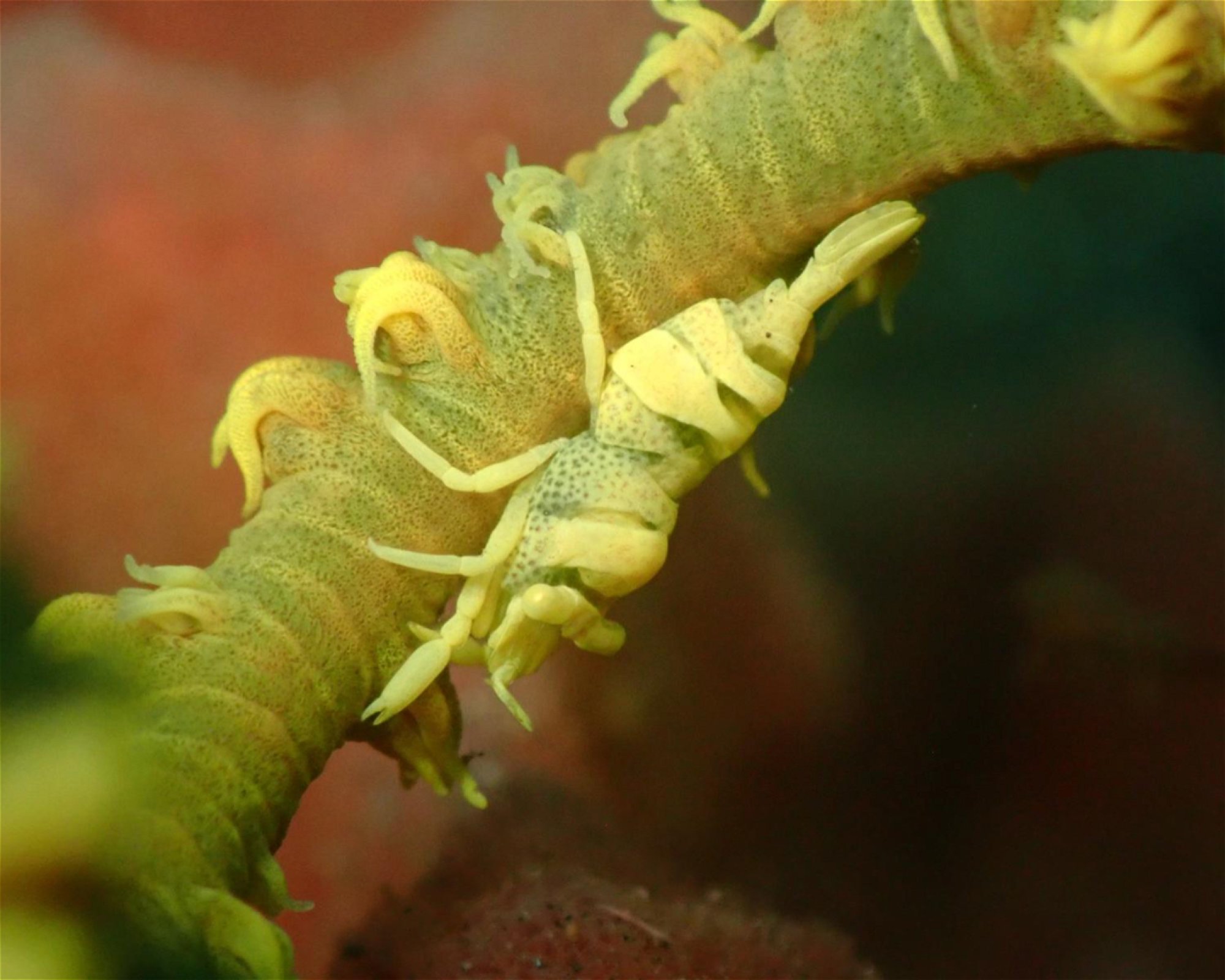 ABWONDERDIVE BALI, 80853 Karangasem