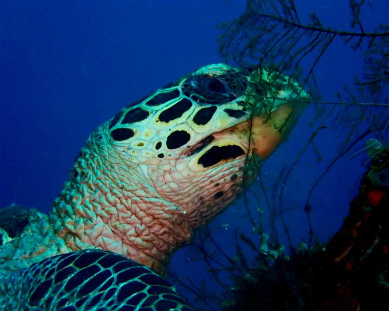 Divesite Image
