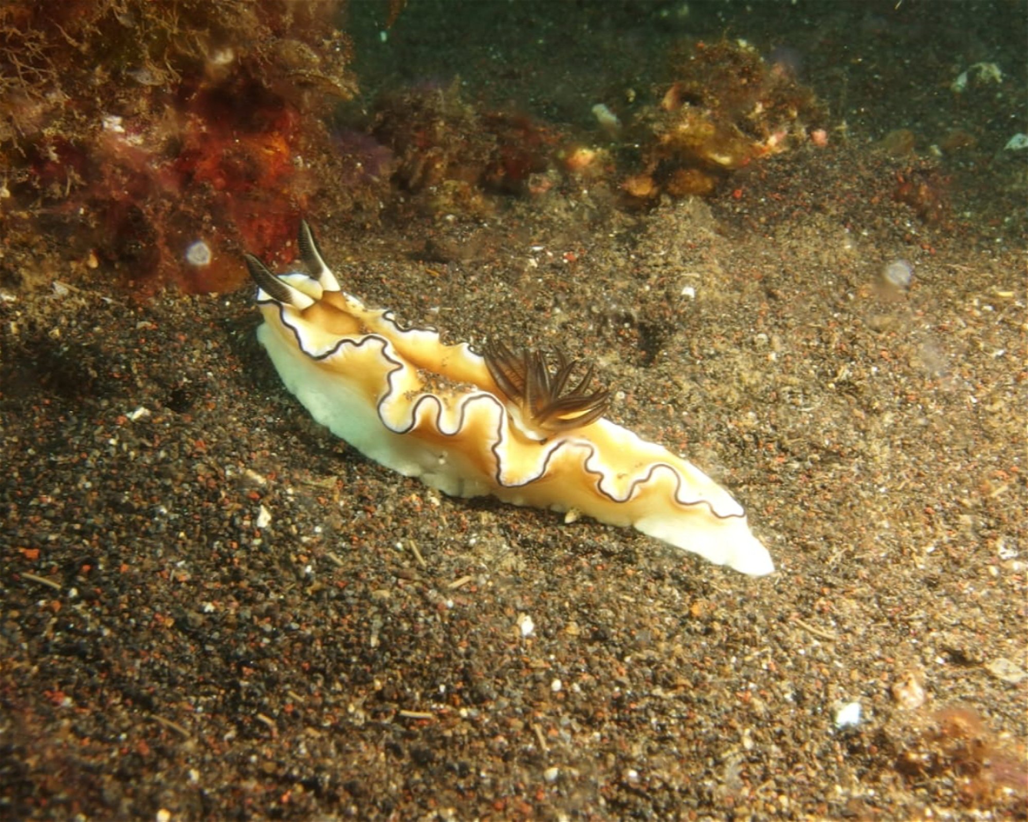 ABWONDERDIVE BALI, 80853 Karangasem