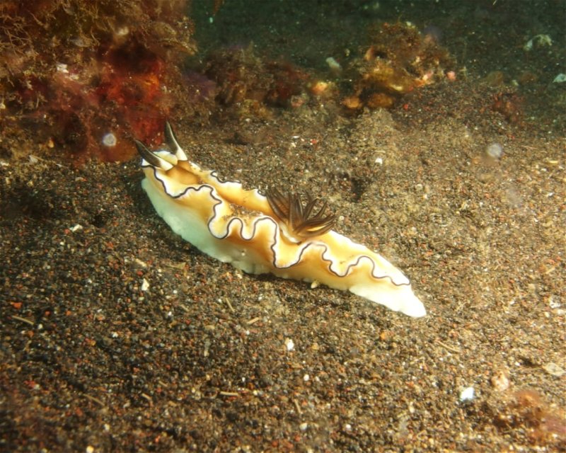 Divesite Image