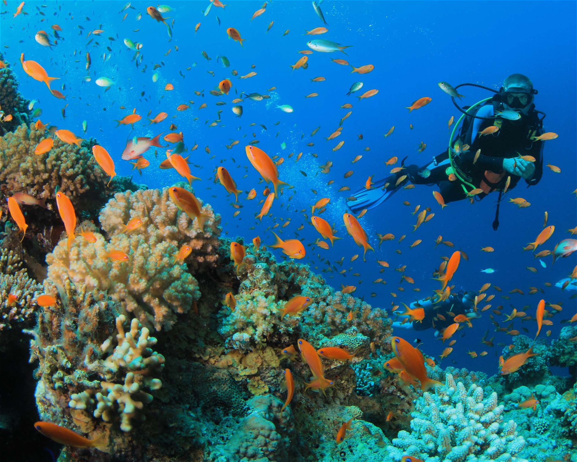Dive with Purpose Cozumel, 77675 Cozumel