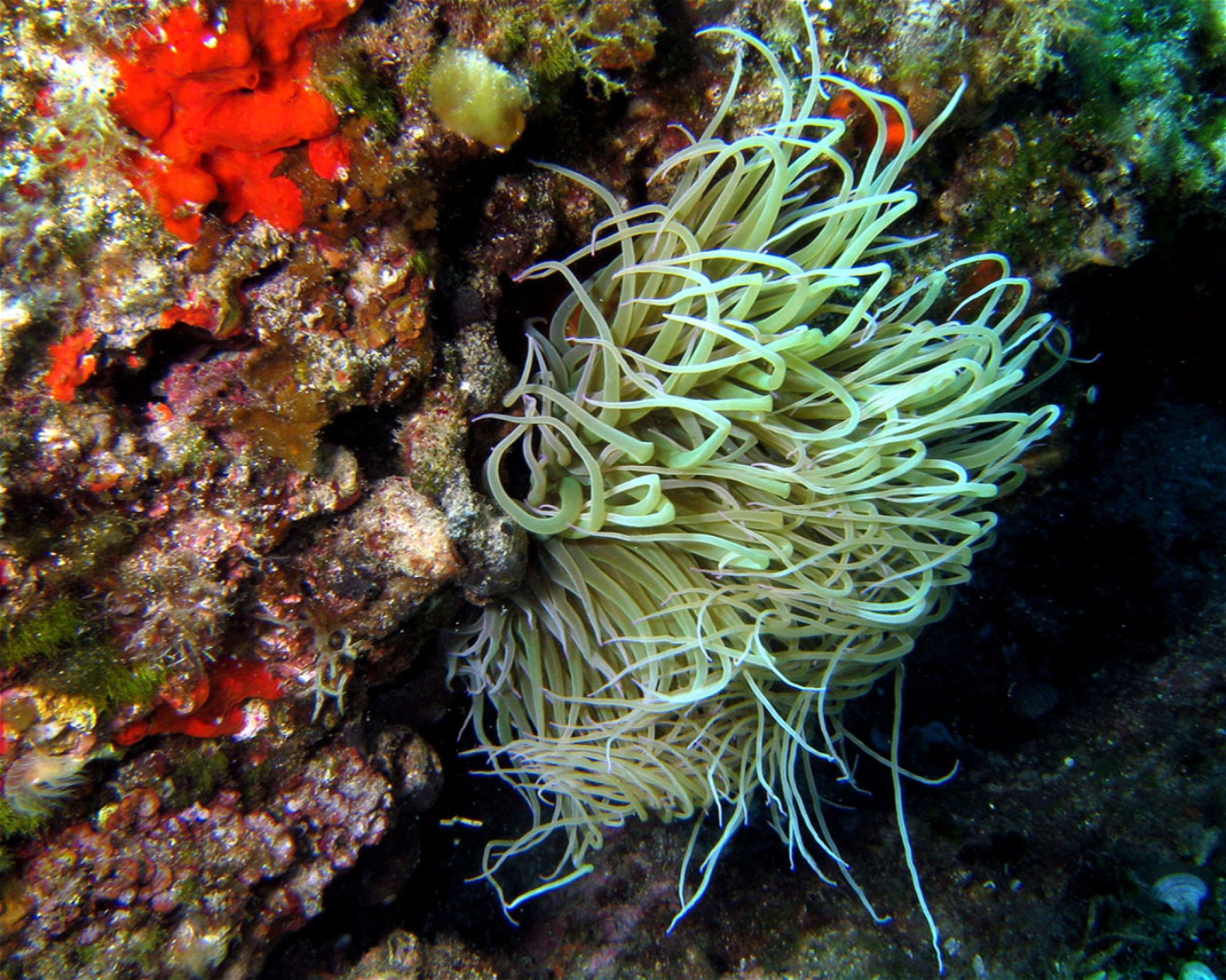 NAJADA diving d.o.o., 22243 Murter