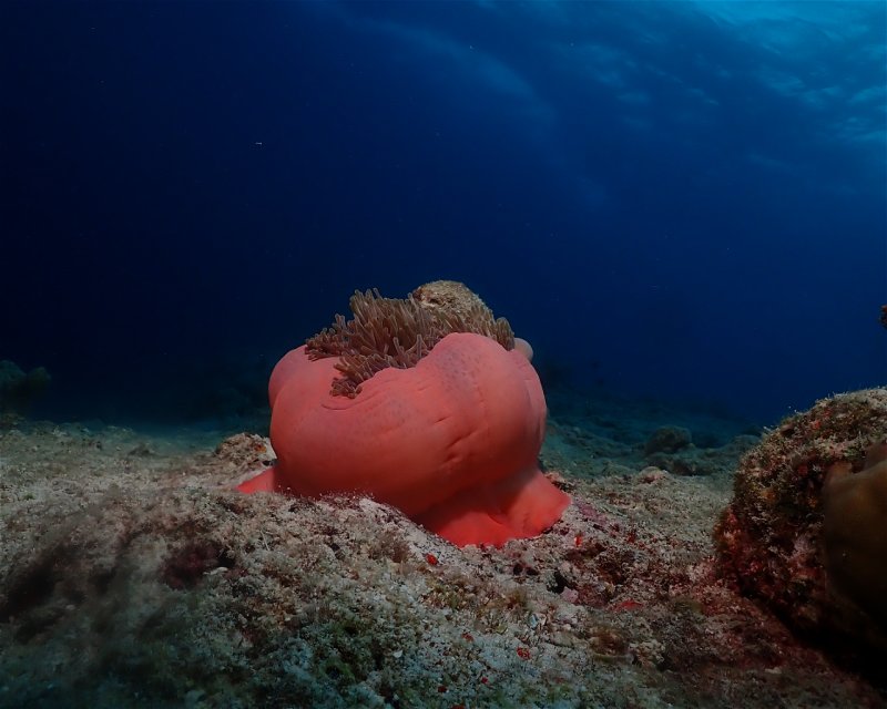 Divesite Image