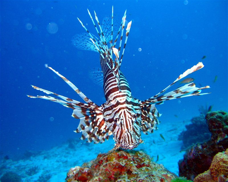 Divesite Image