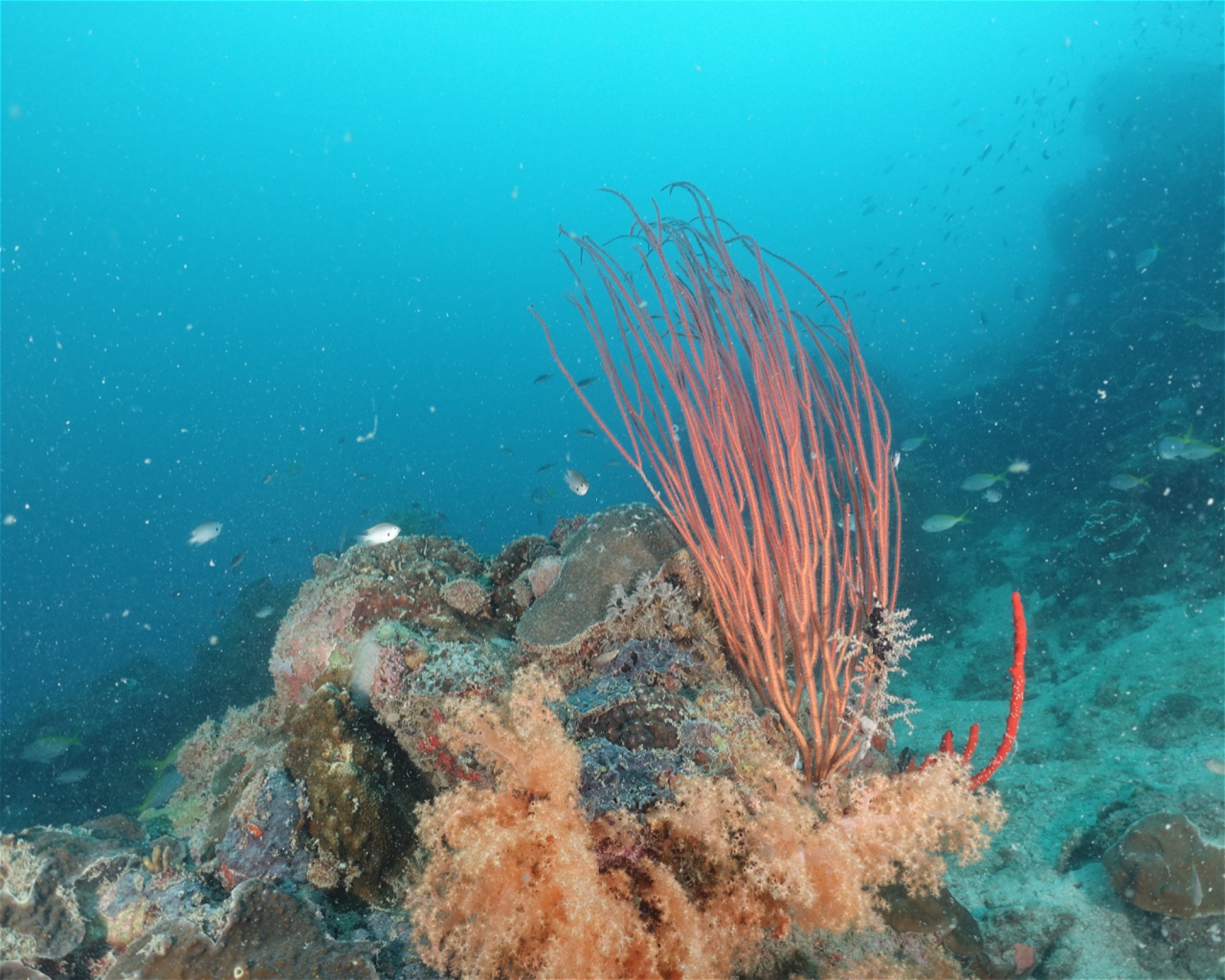 INSTRUMENT DIVE ADVENTURE, 17111 Bekasi Timur