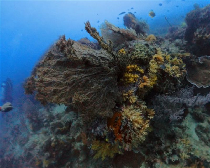 Divesite Image