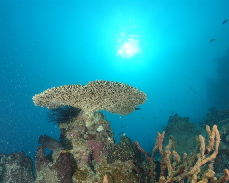 Divesite Image