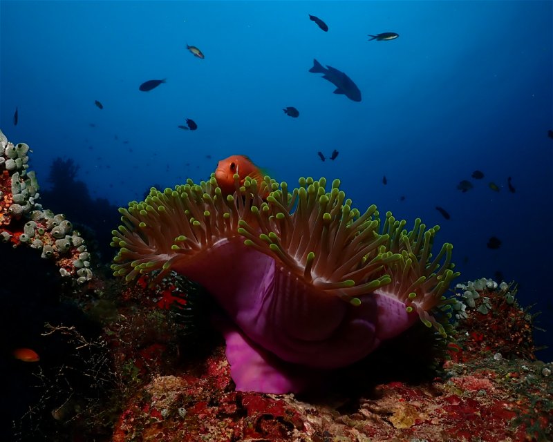 Divesite Image