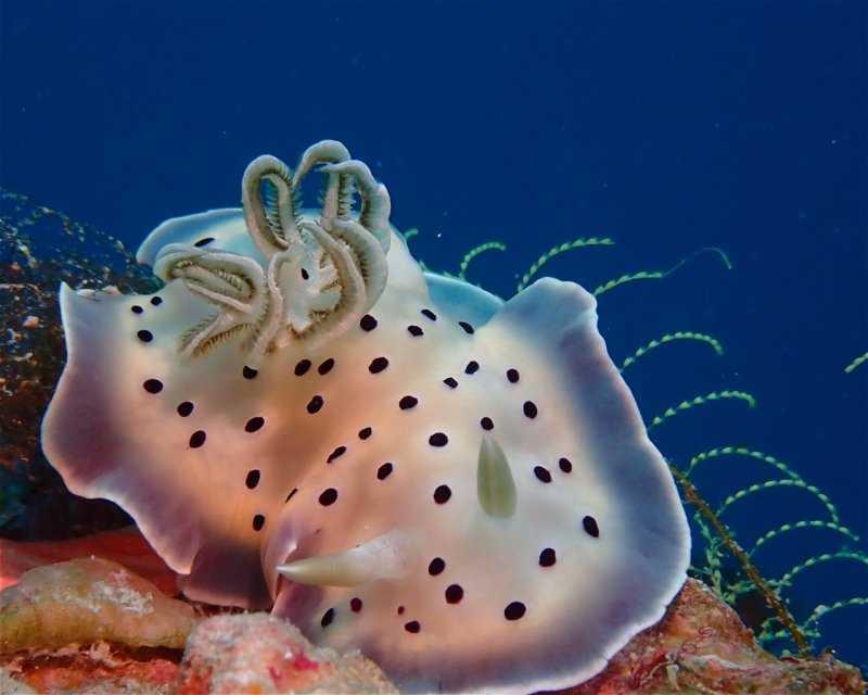 Divesite Image