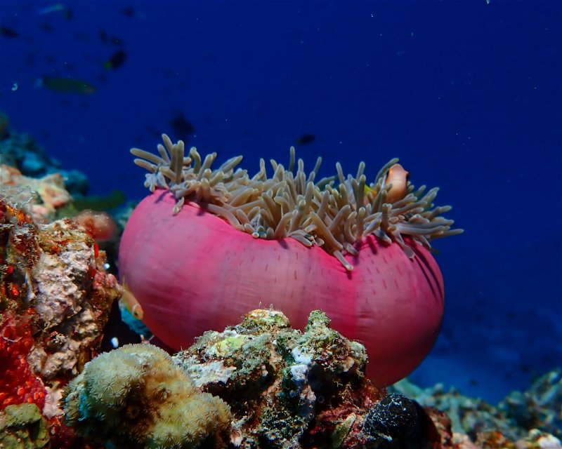 Divesite Image