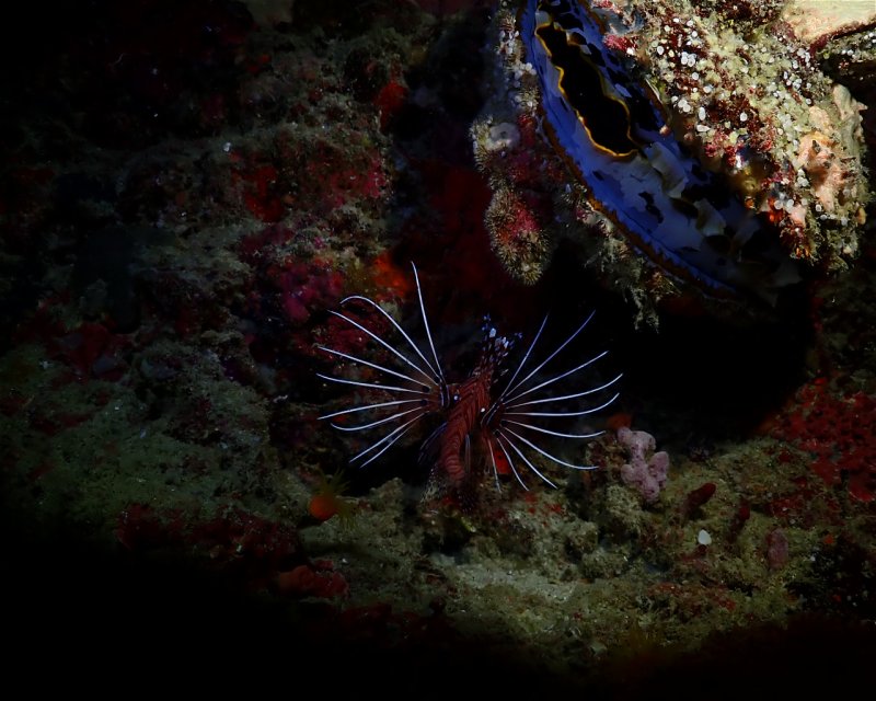 Divesite Image