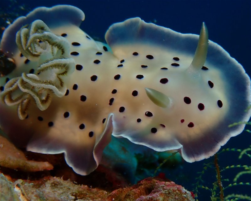 Divesite Image