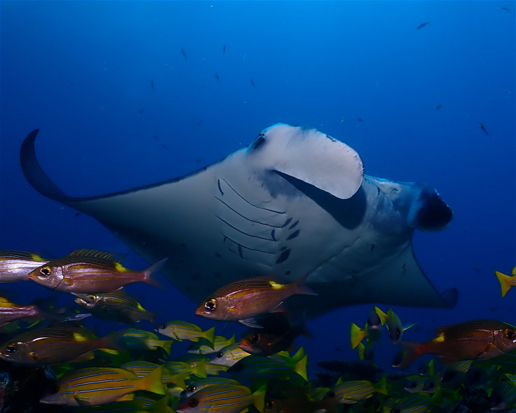 Dive Mission Joy, 08080 K. kasanfaru Lagoon