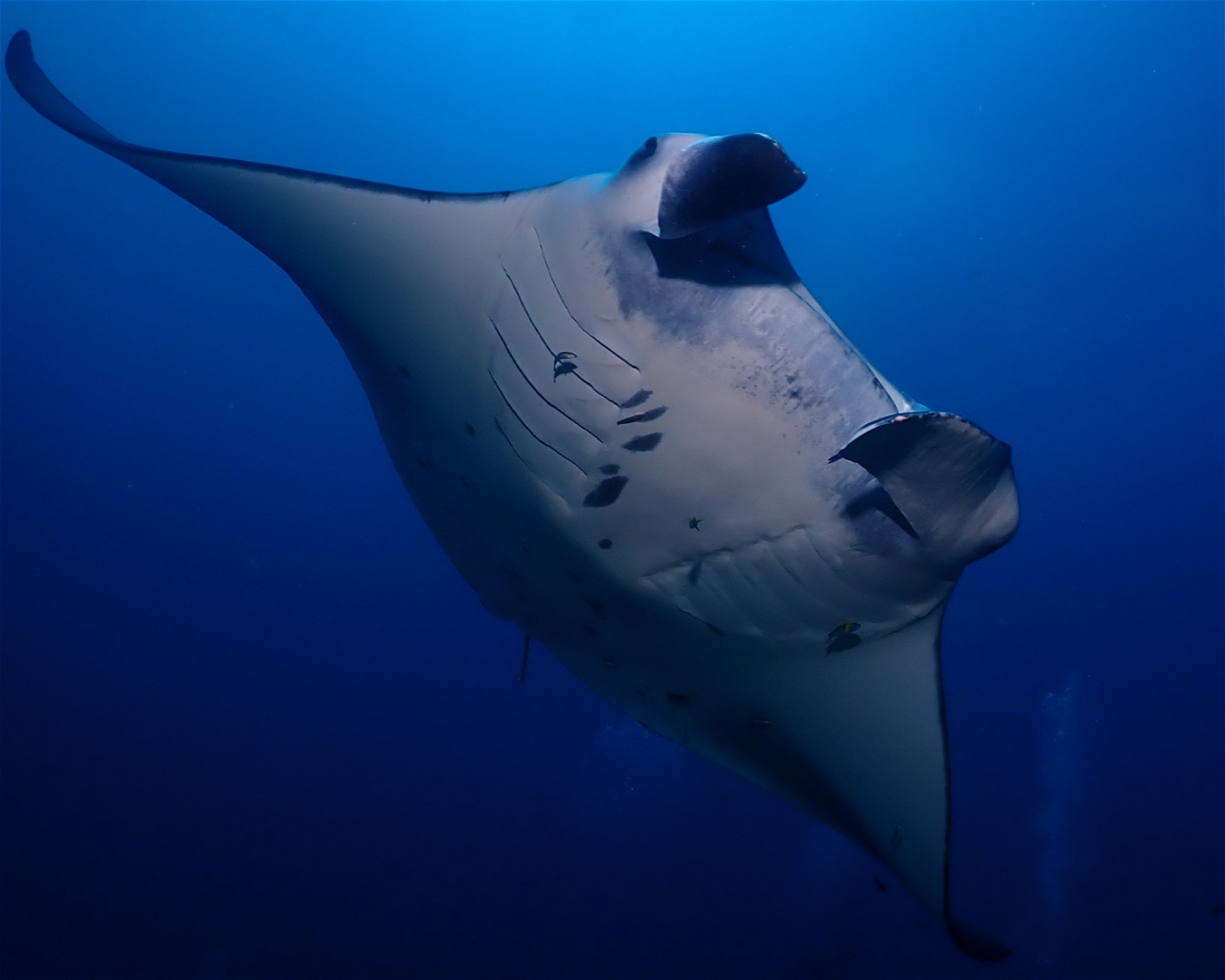 Dive Mission Joy, 08080 K. kasanfaru Lagoon