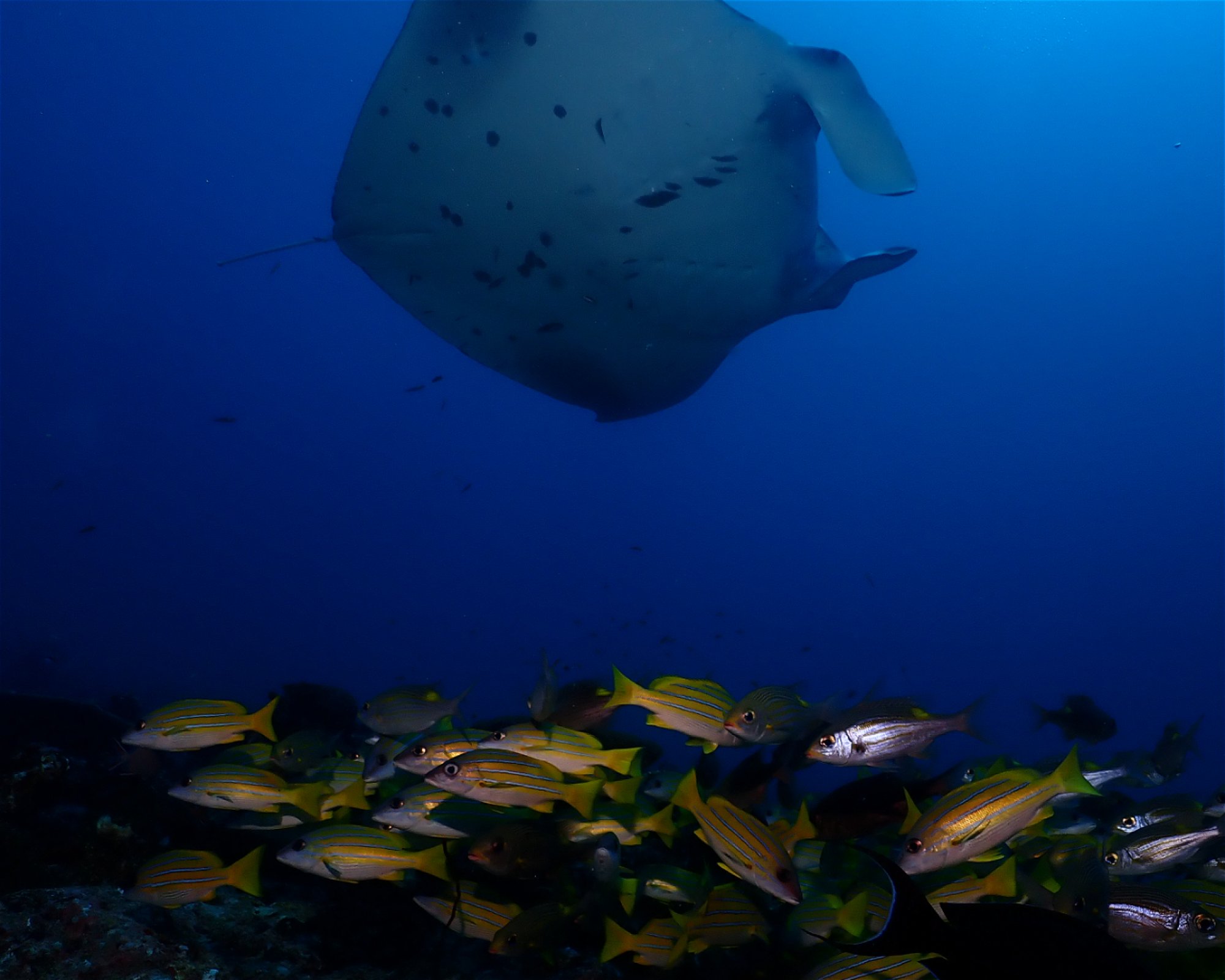 Dive Mission Joy, 08080 K. kasanfaru Lagoon