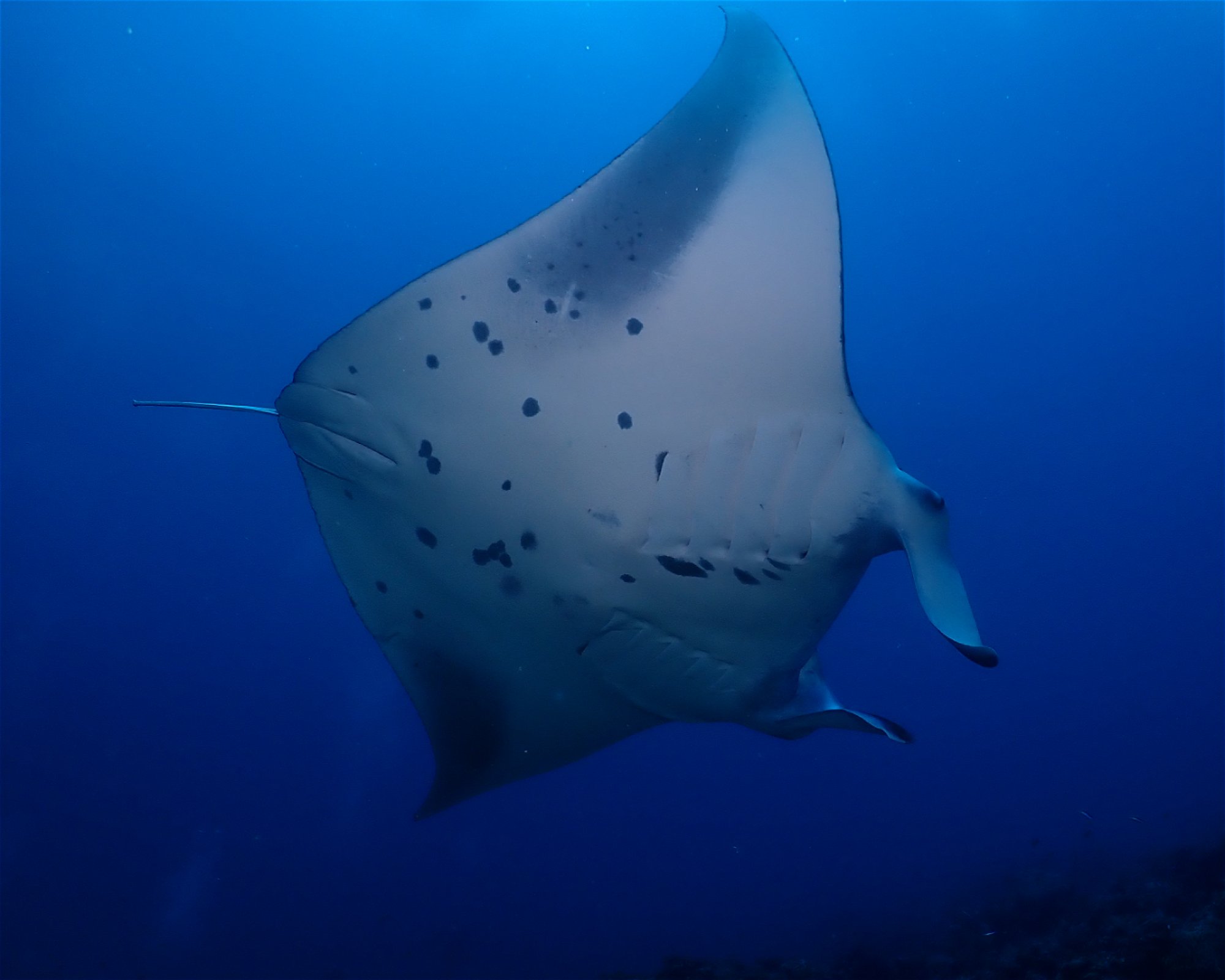 Dive Mission Joy, 08080 K. kasanfaru Lagoon
