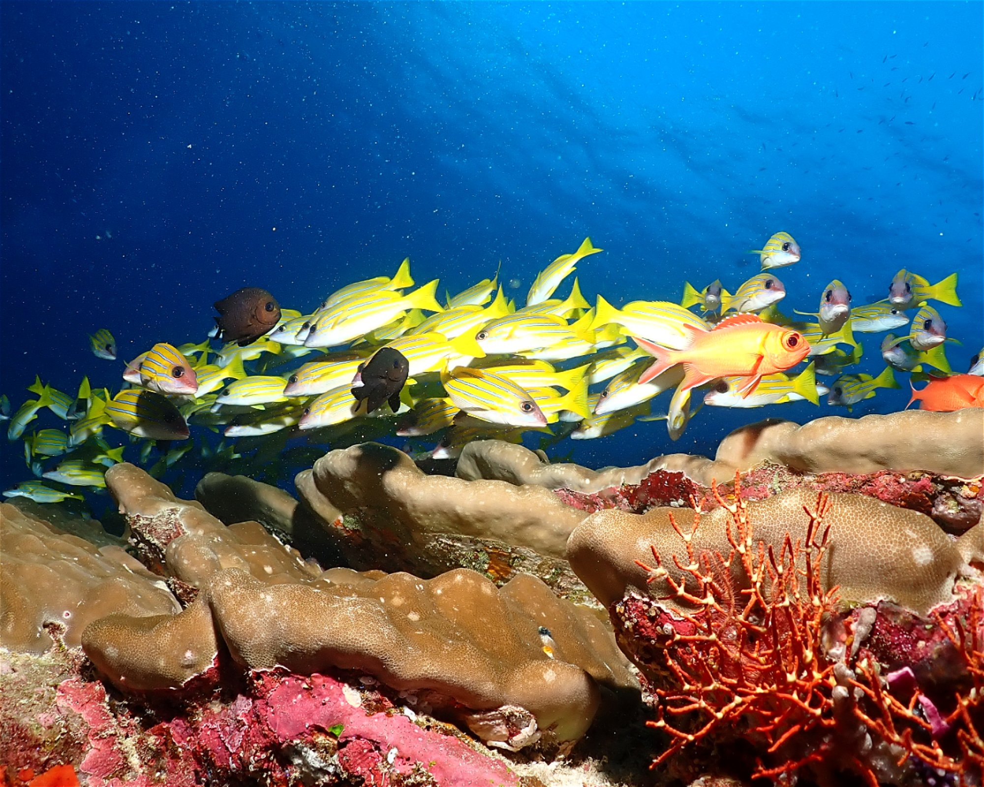 Dive Mission Joy, 08080 K. kasanfaru Lagoon