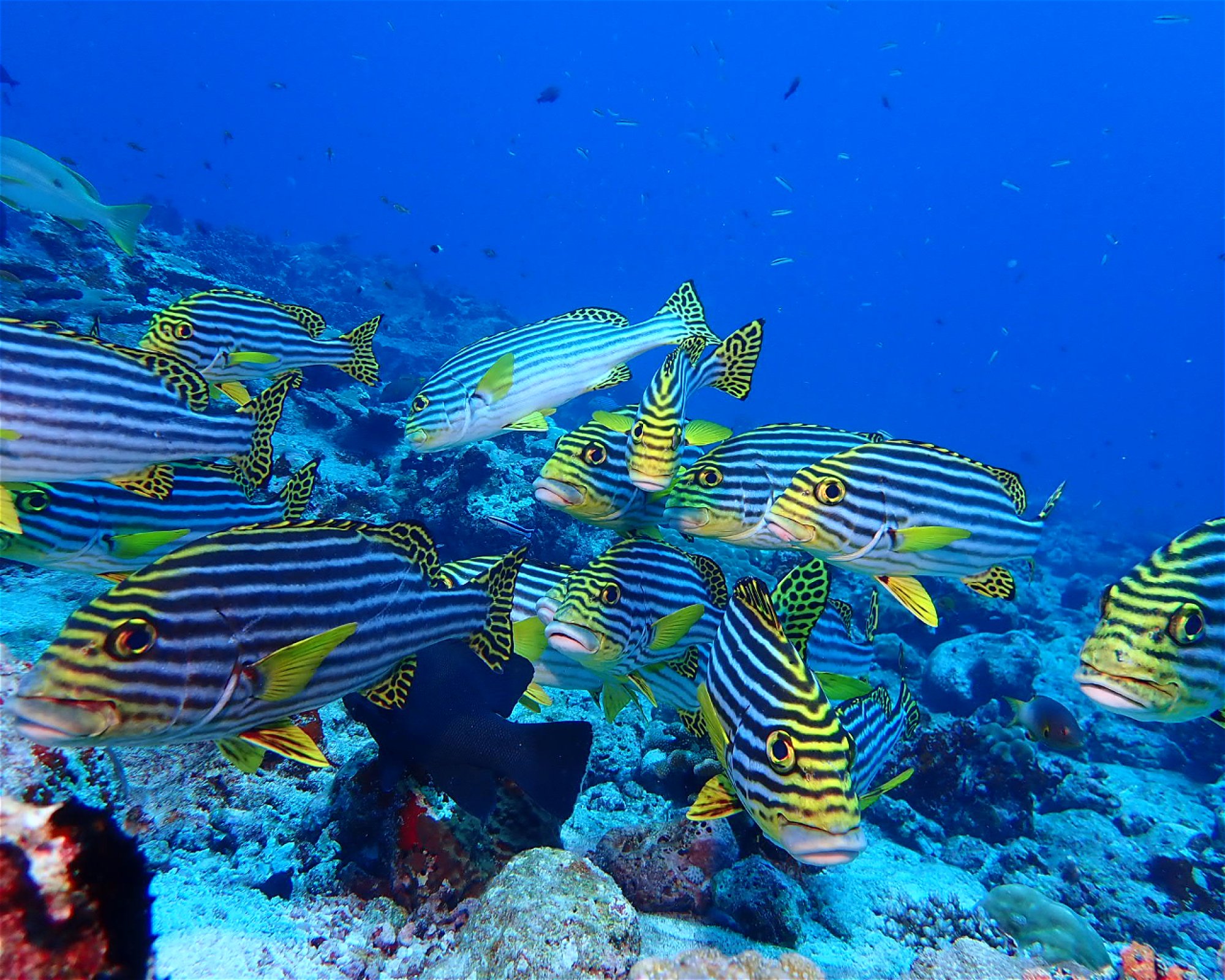 Dive Mission Joy, 08080 K. kasanfaru Lagoon