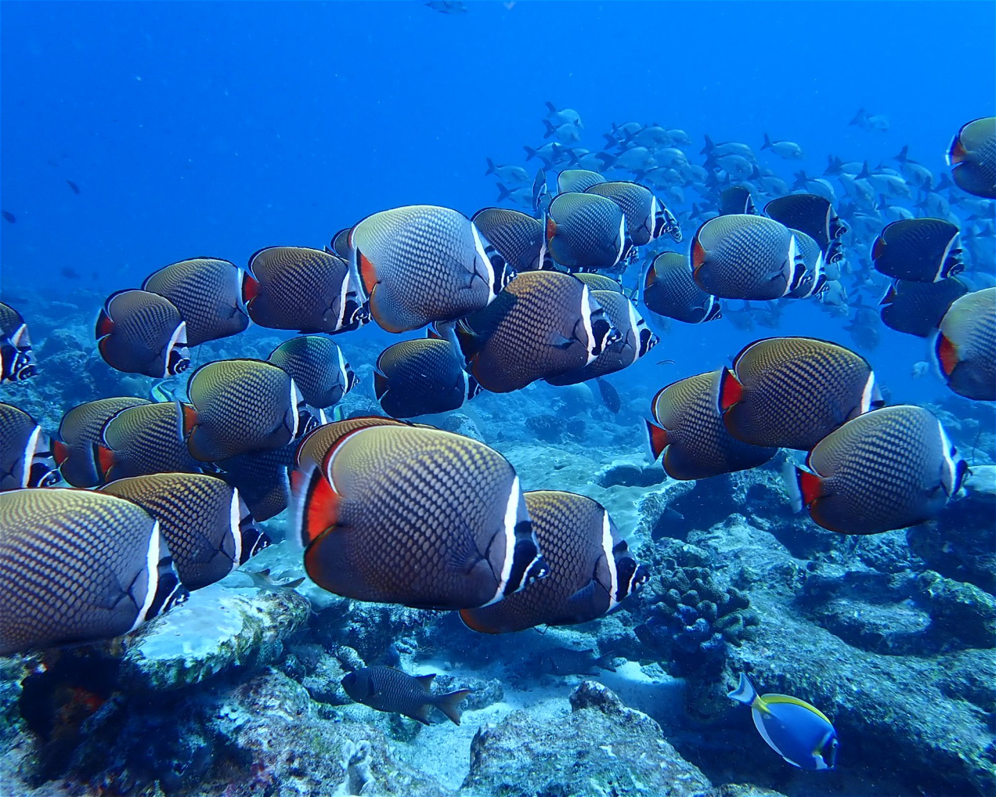 Dive Mission Joy, 08080 K. kasanfaru Lagoon