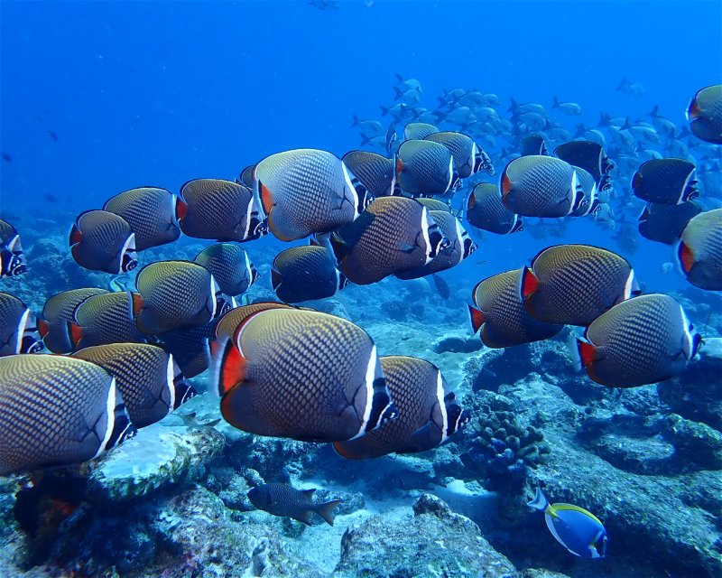 Divesite Image