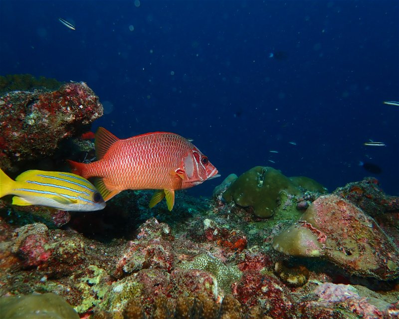 Divesite Image