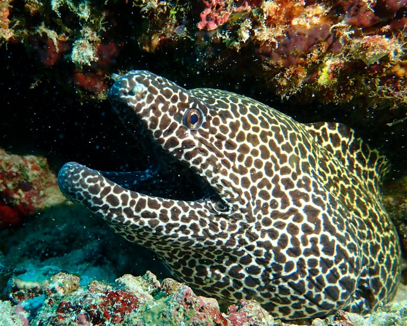 Divesite Image