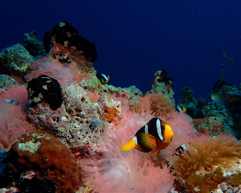 Divesite Image