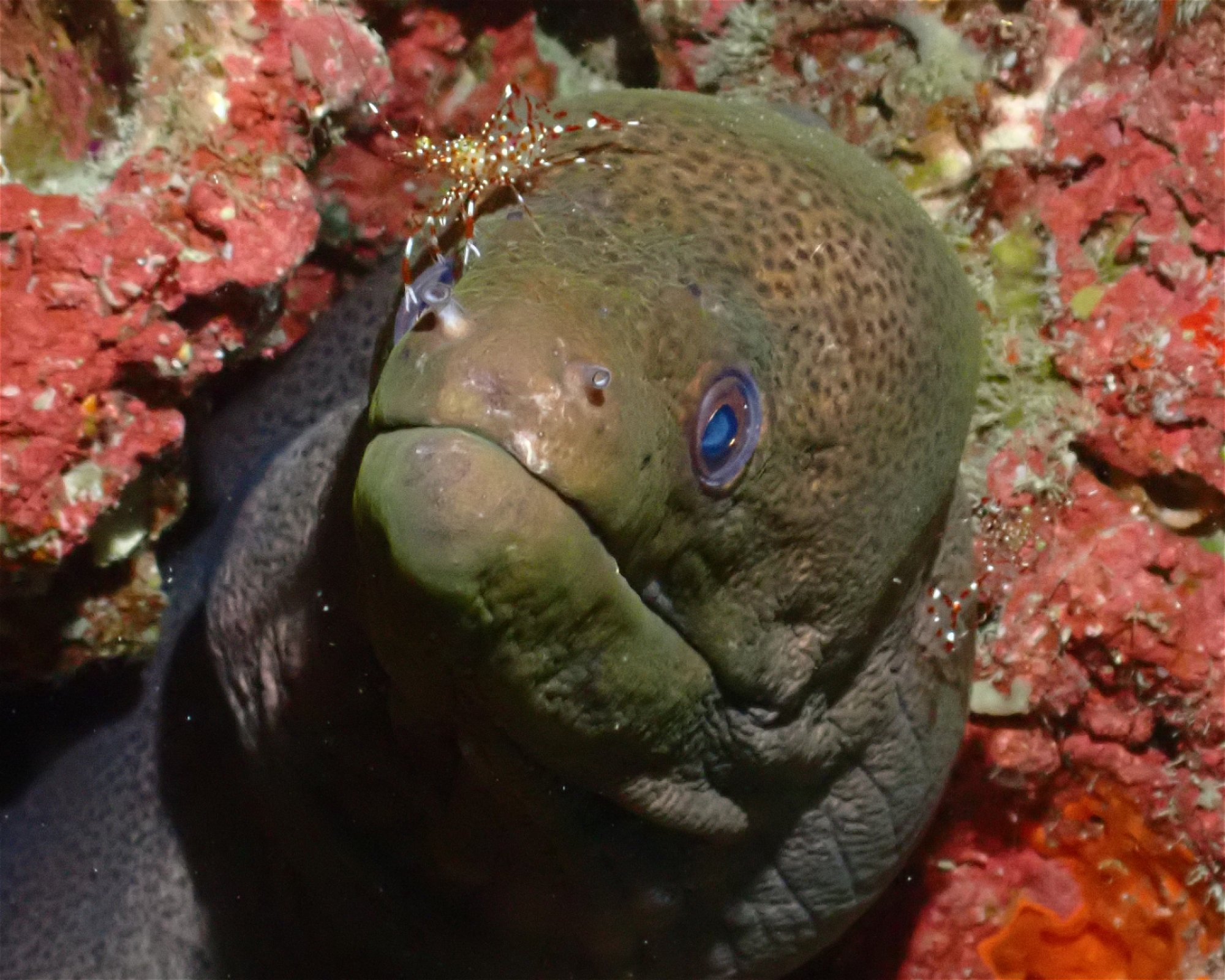 Dive Mission Joy, 08080 K. kasanfaru Lagoon