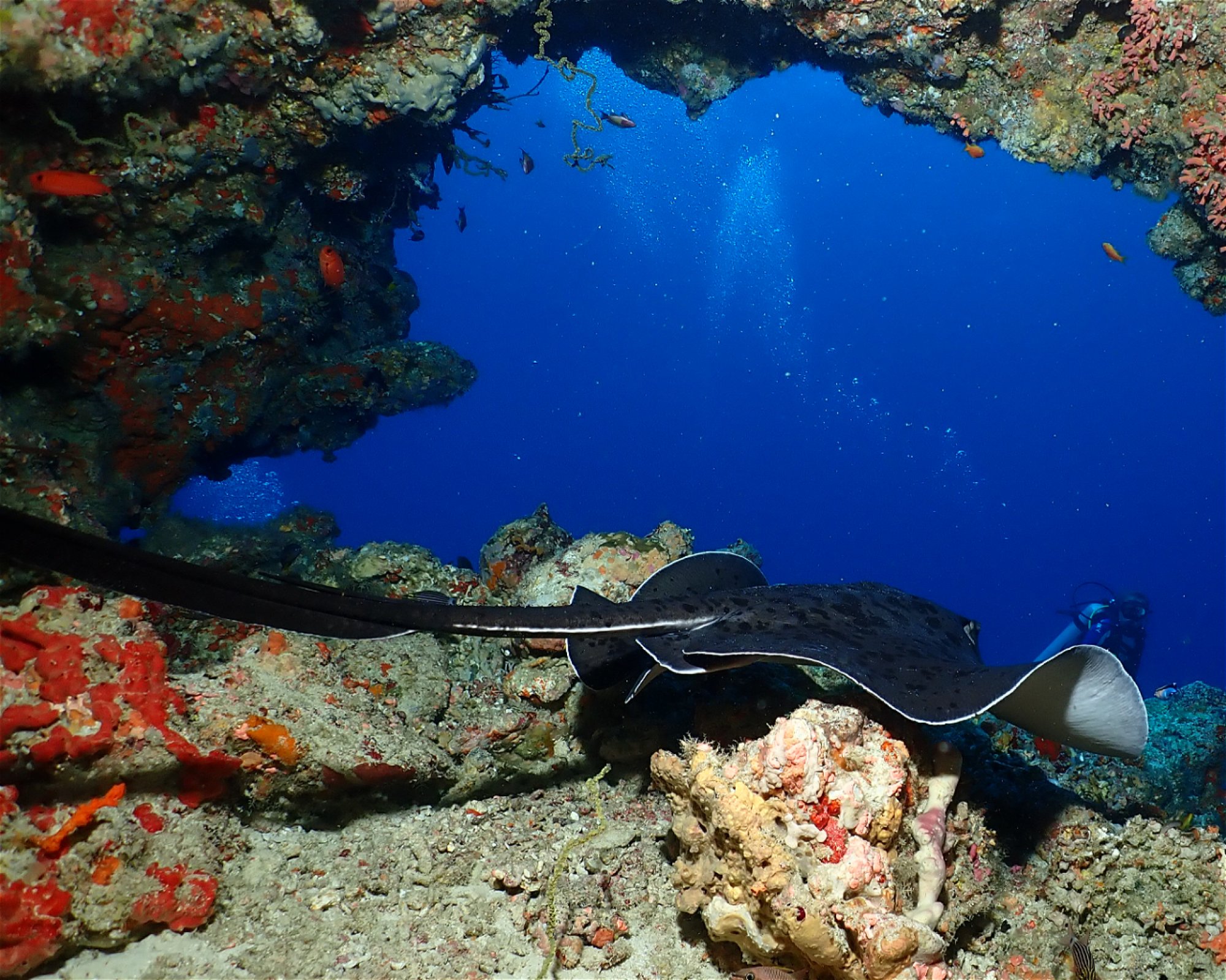 Dive Mission Joy, 08080 K. kasanfaru Lagoon
