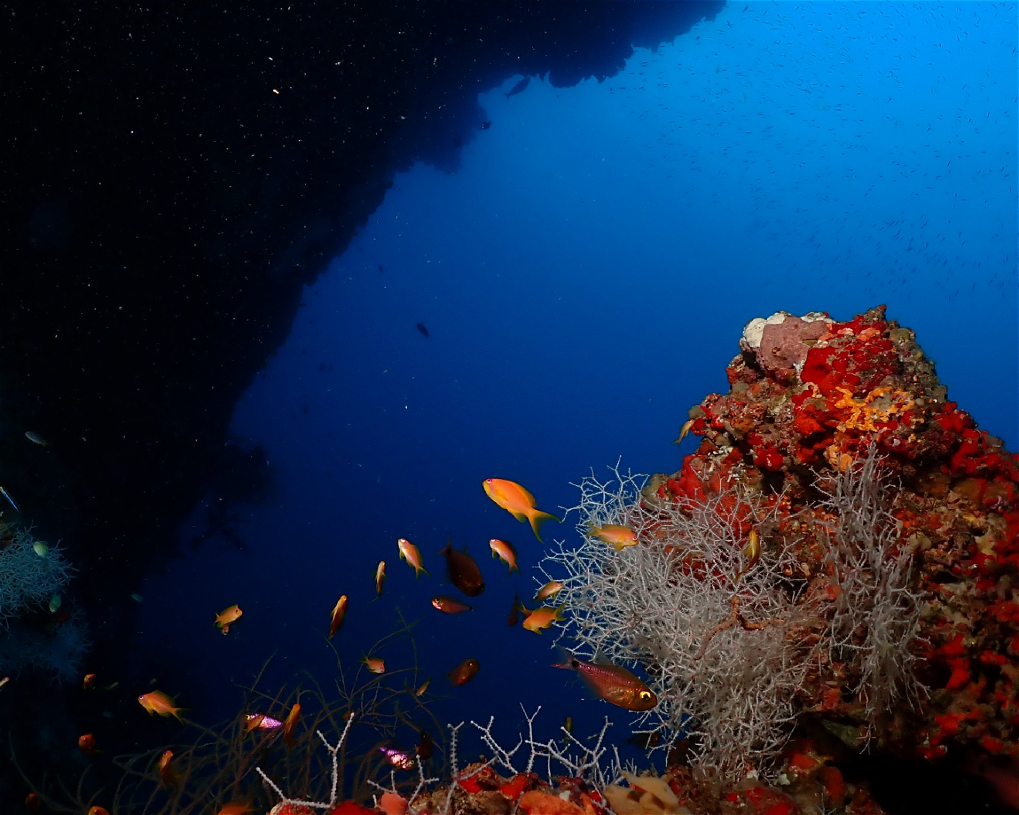 Dive Mission Joy, 08080 K. kasanfaru Lagoon