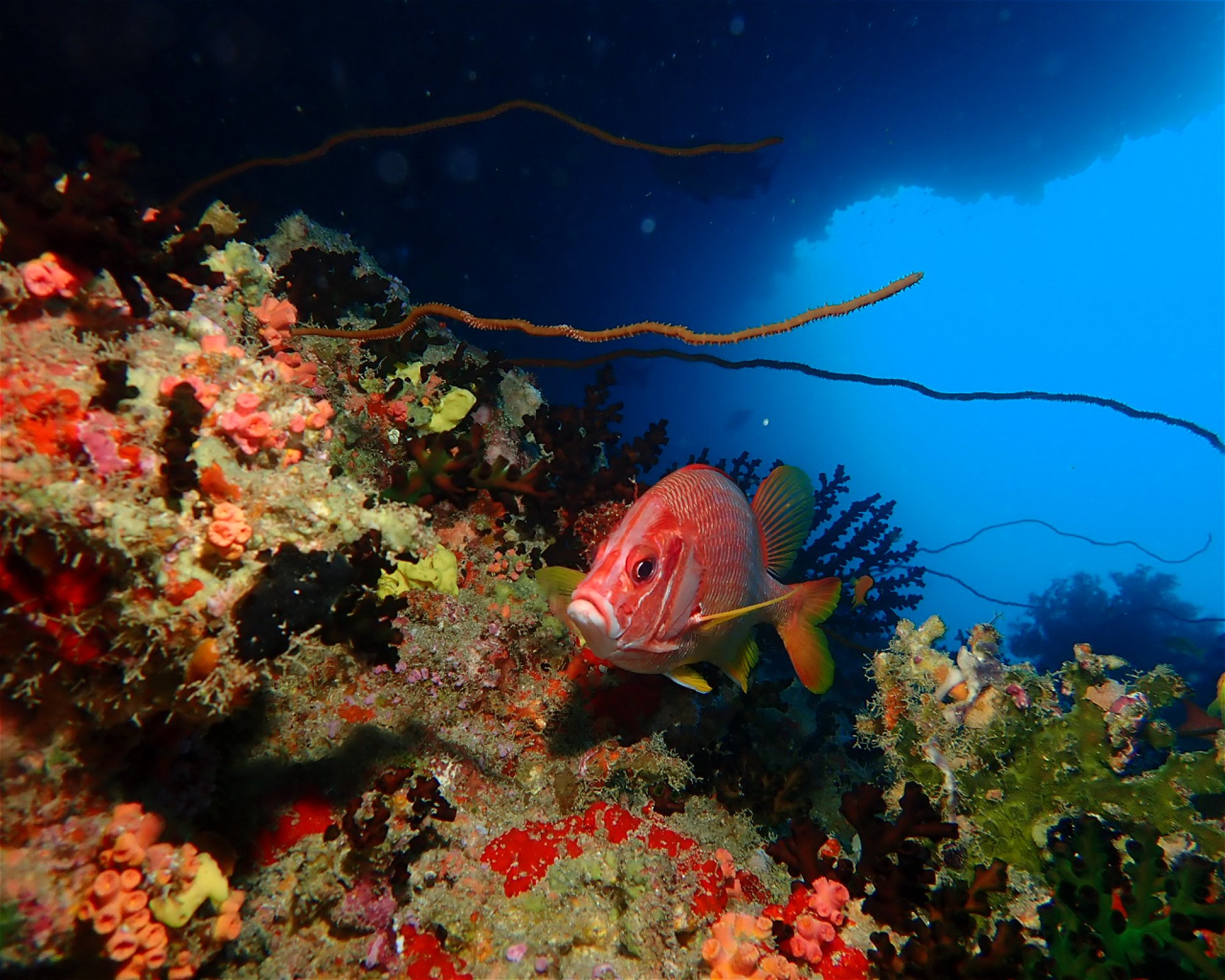 Dive Mission Joy, 08080 K. kasanfaru Lagoon