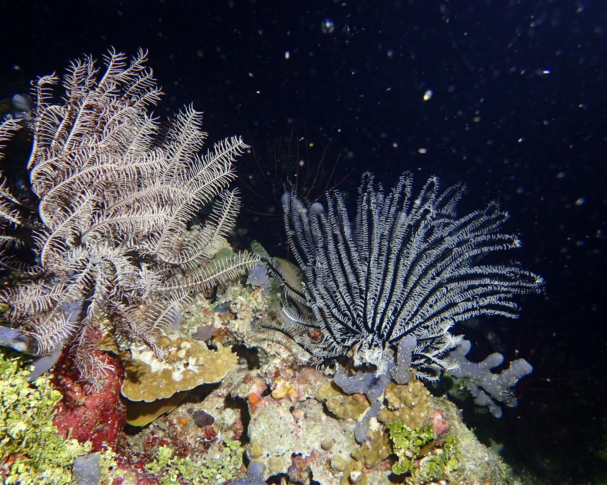 Dive Mission Joy, 08080 K. kasanfaru Lagoon