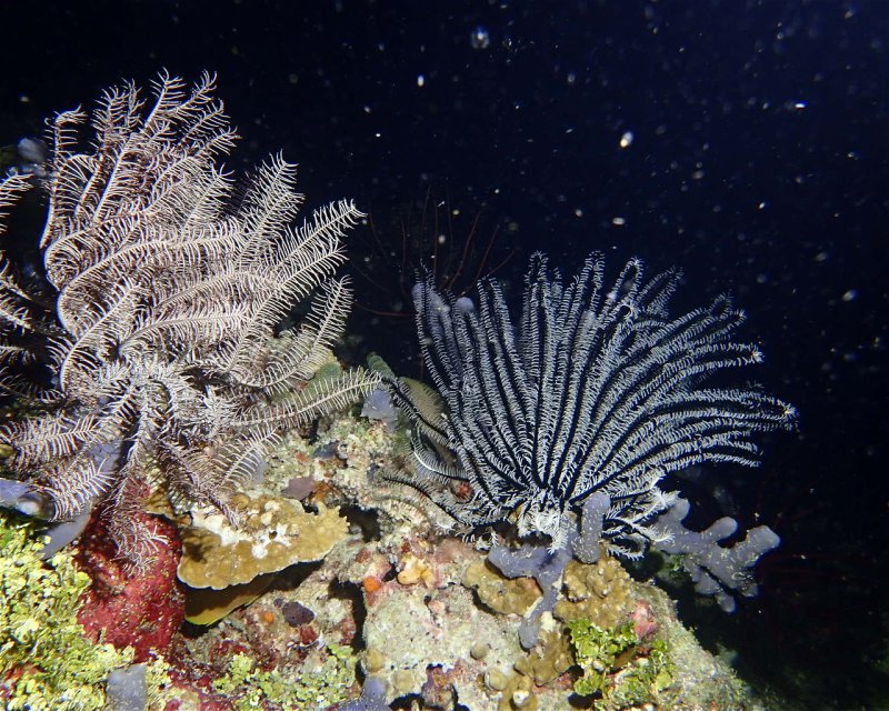 Divesite Image