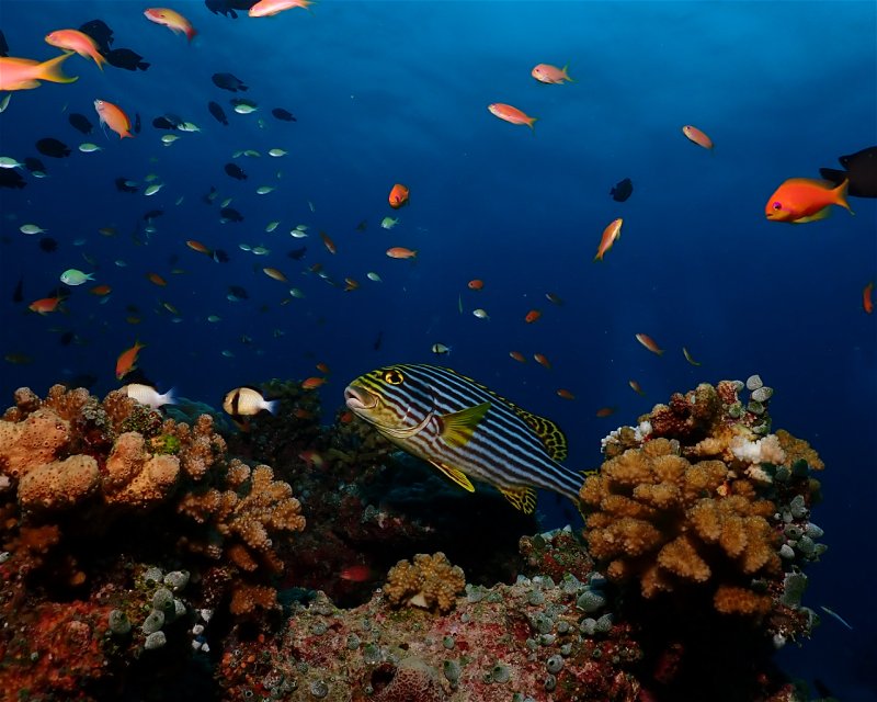 Divesite Image