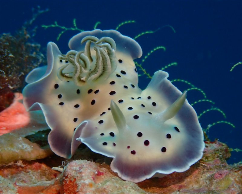 Divesite Image