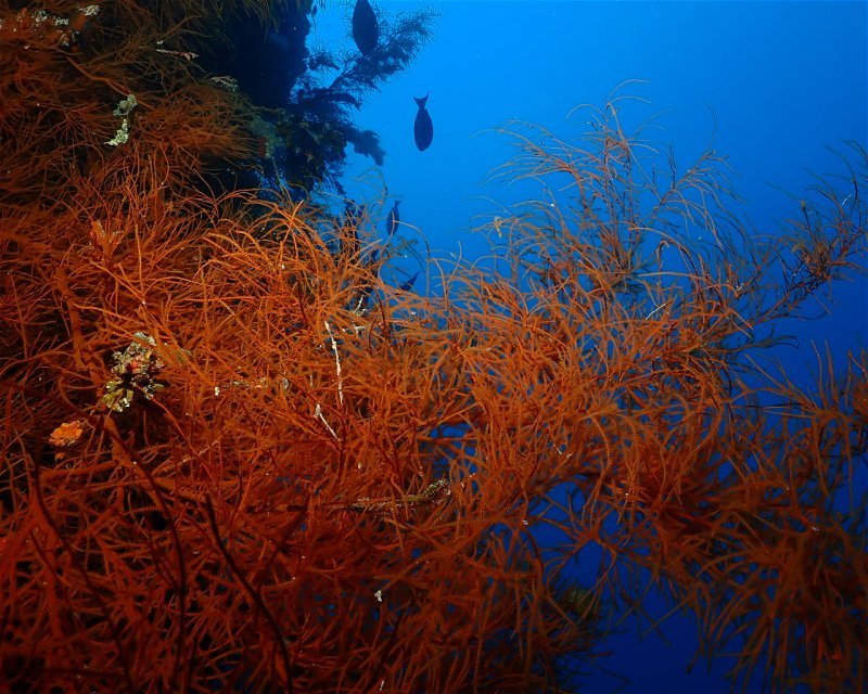 Divesite Image