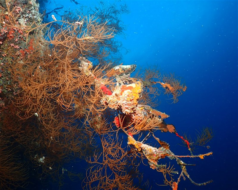 Divesite Image