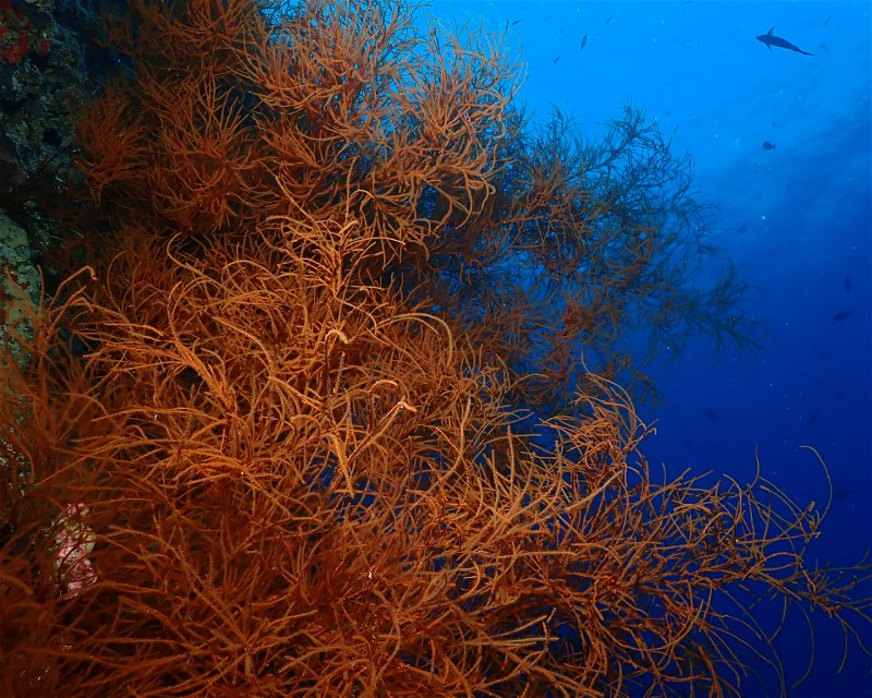 Divesite Image
