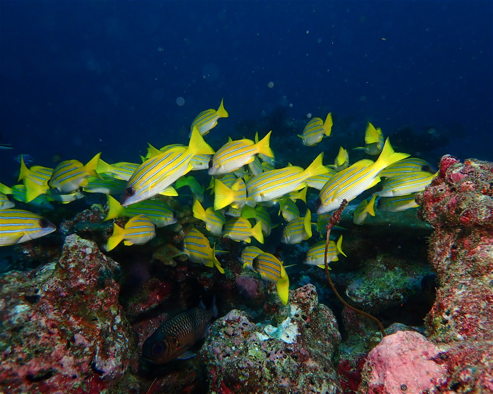 Dive Mission Joy, 08080 K. kasanfaru Lagoon