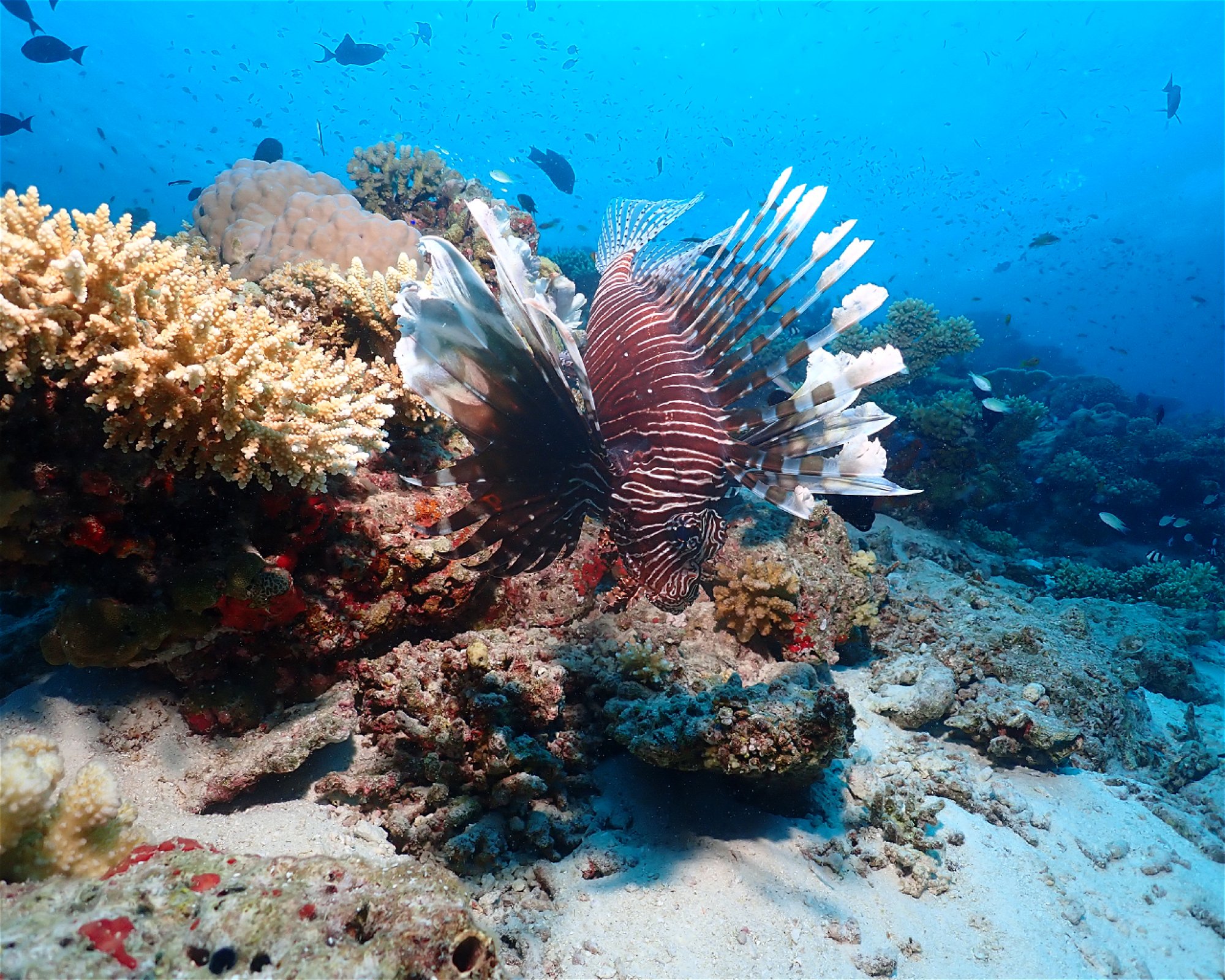 Dive Mission Joy, 08080 K. kasanfaru Lagoon