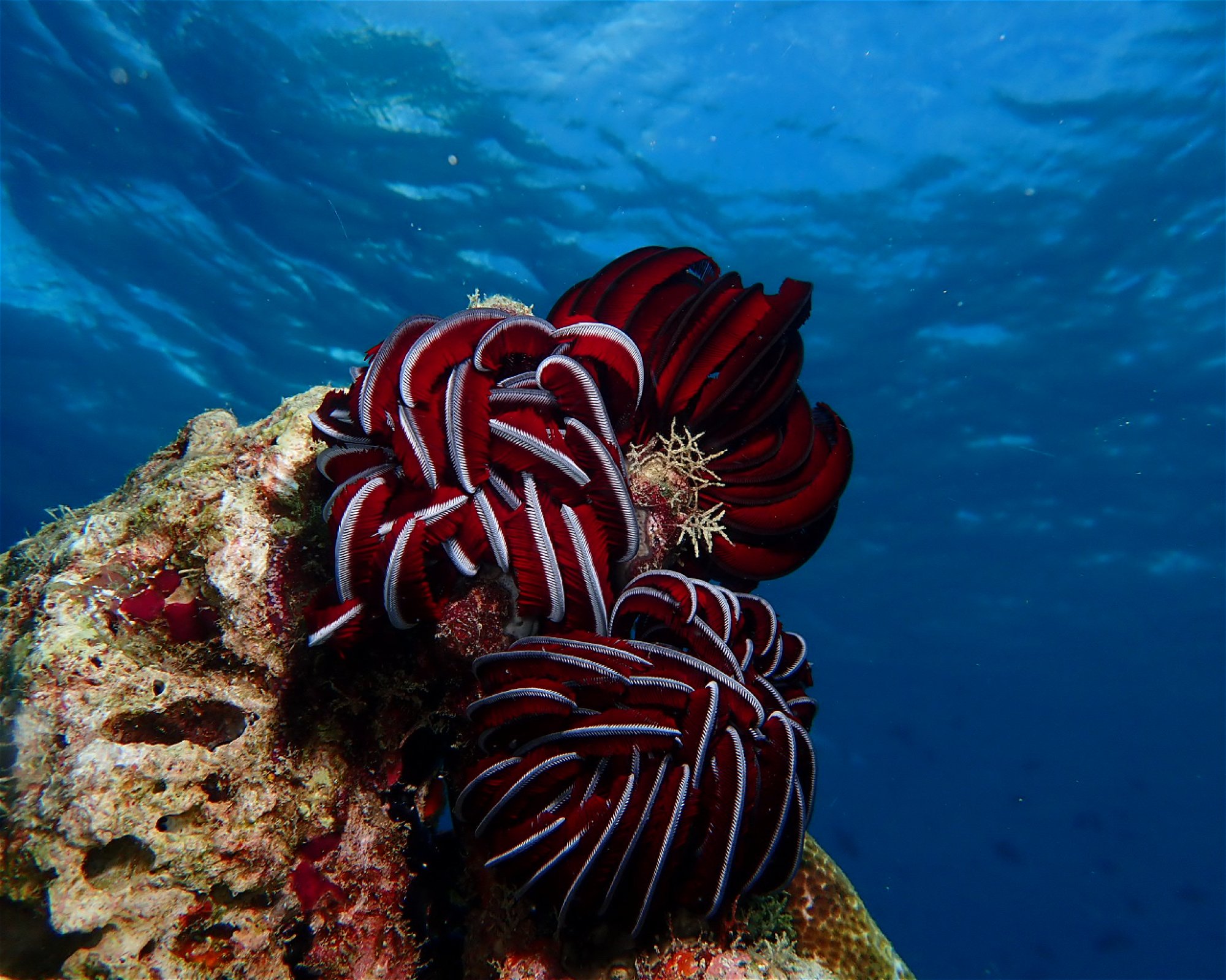 Dive Mission Joy, 08080 K. kasanfaru Lagoon