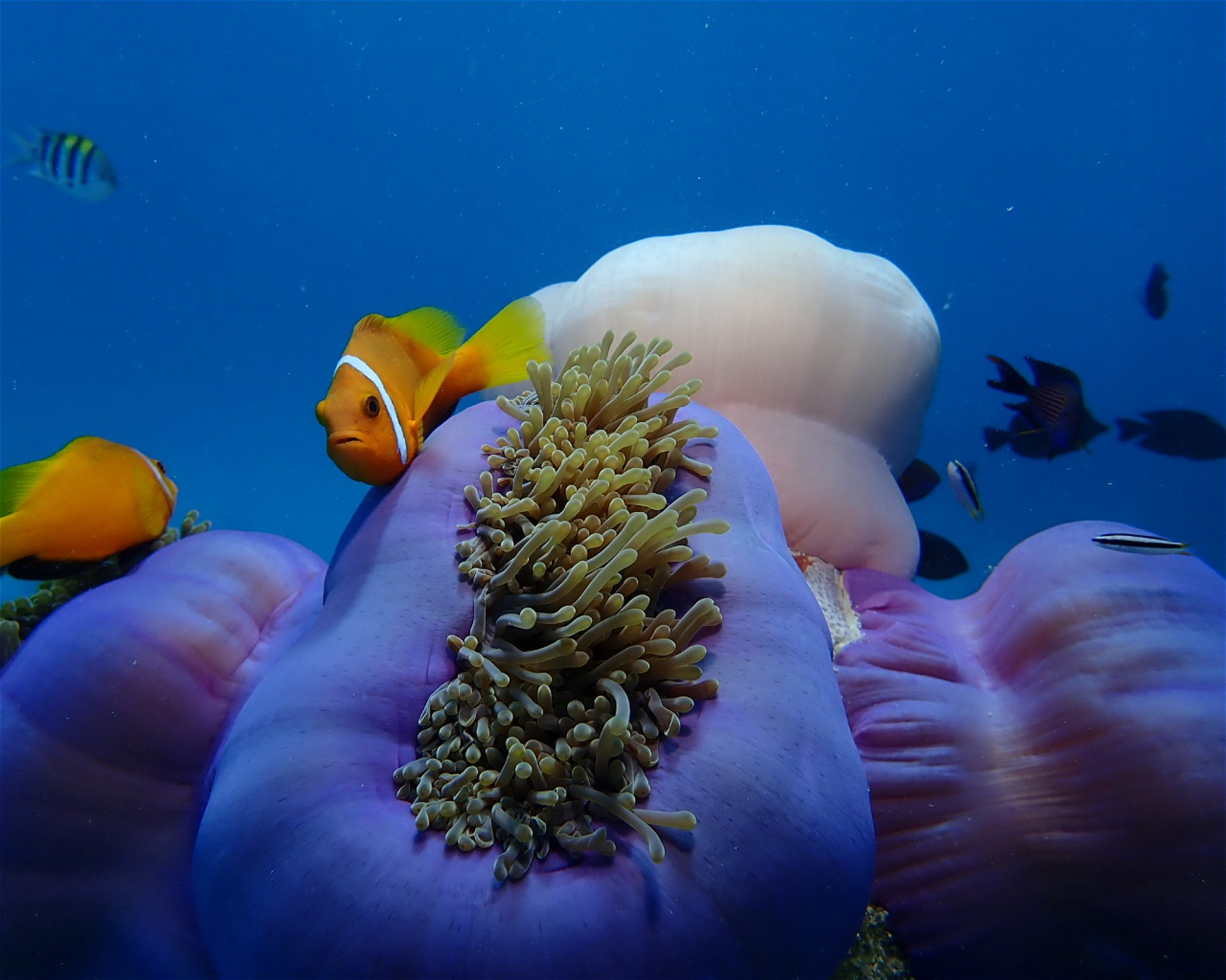Dive Mission Joy, 08080 K. kasanfaru Lagoon