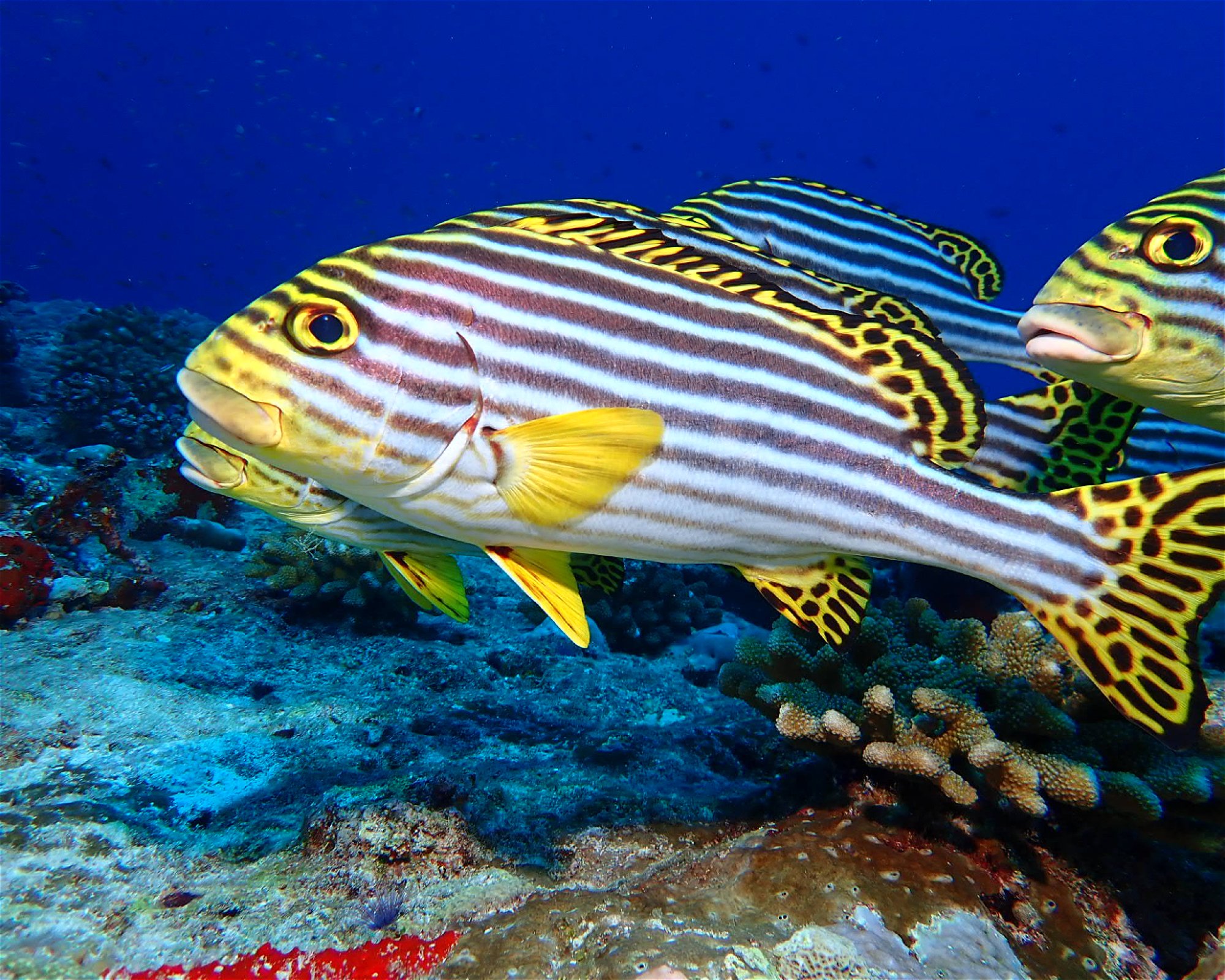 Dive Mission Joy, 08080 K. kasanfaru Lagoon